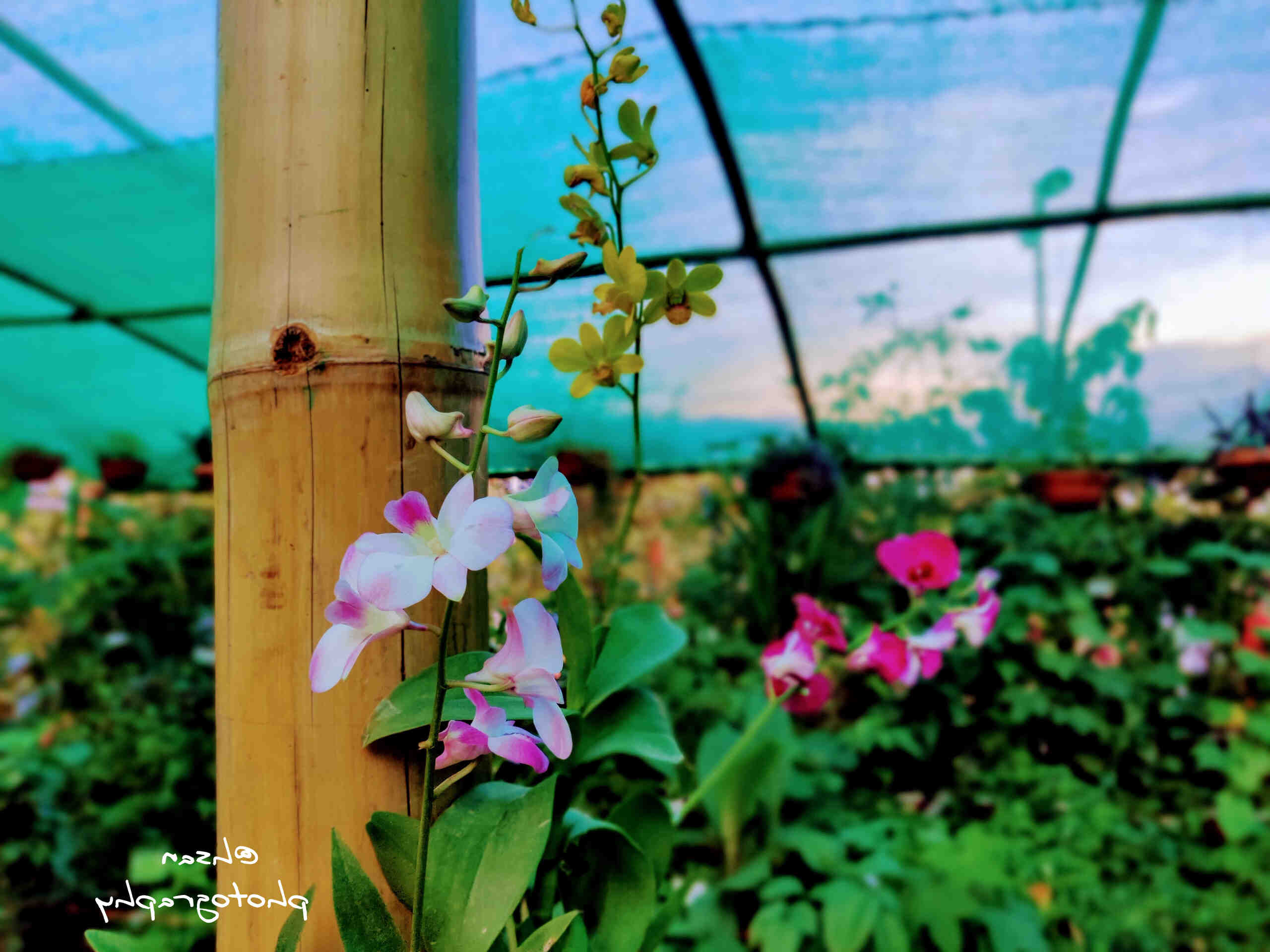 Comment se débarrasser de la graisse abdominale chez la femme ?