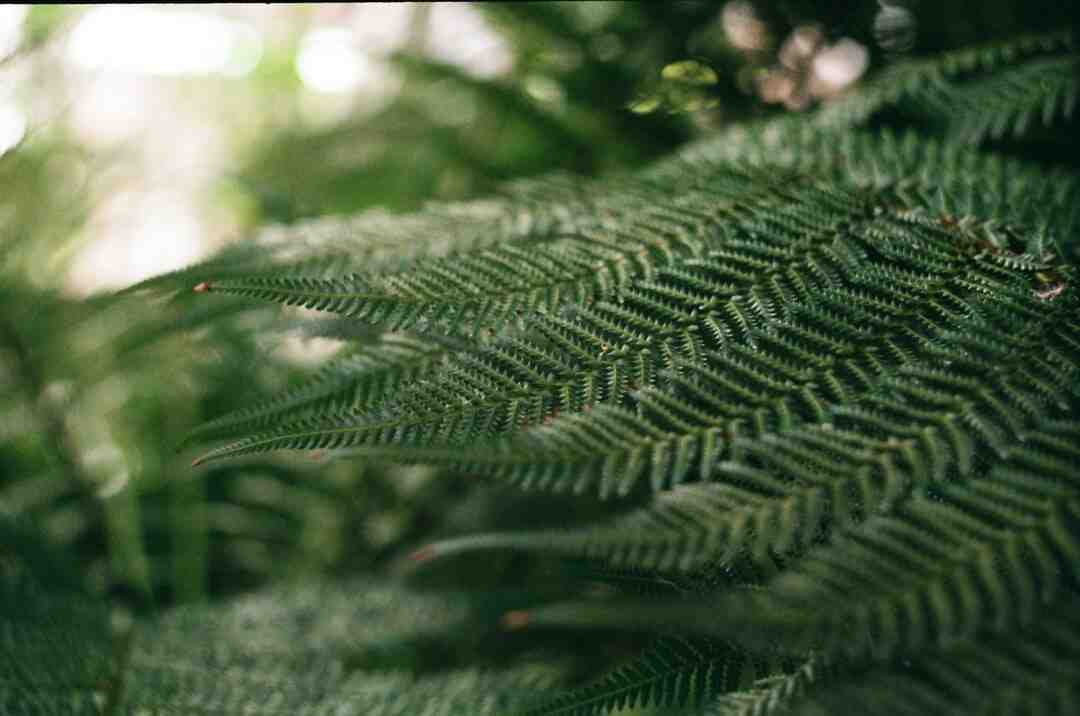 Est-ce que la marche est bon pour la sciatique ?