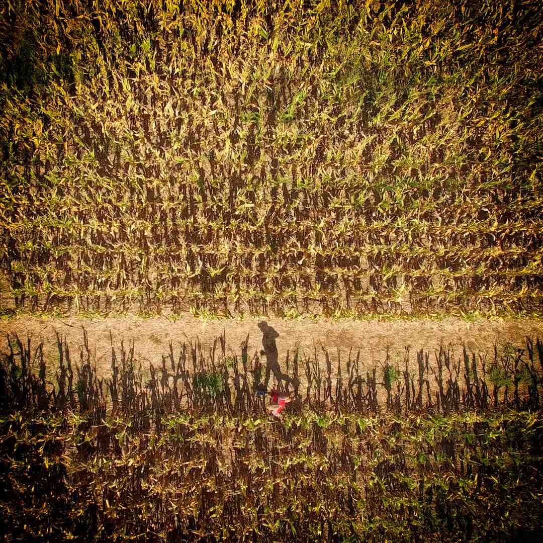 Est-ce que l'aloe vera enlève les boutons ?