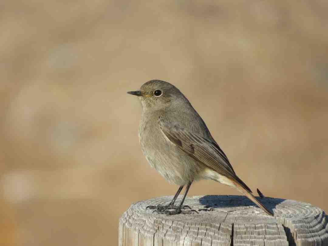 Est-ce que l'aloe vera soigne les plaies ?