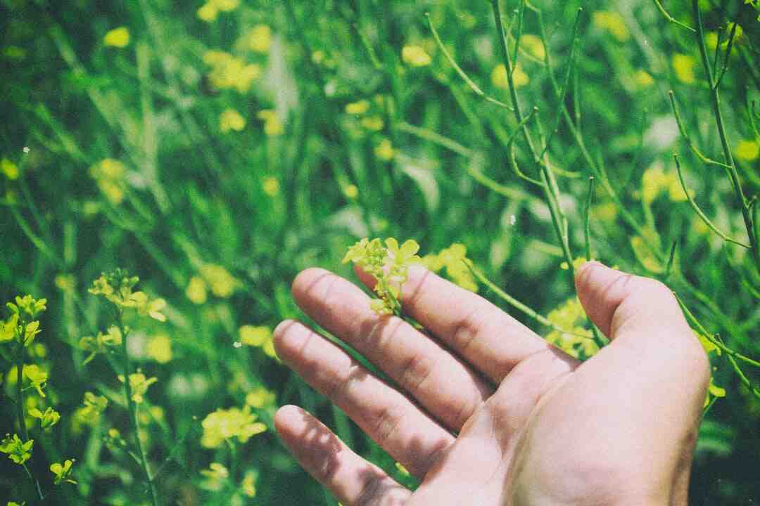 Est-ce que le Roundup est interdit ?