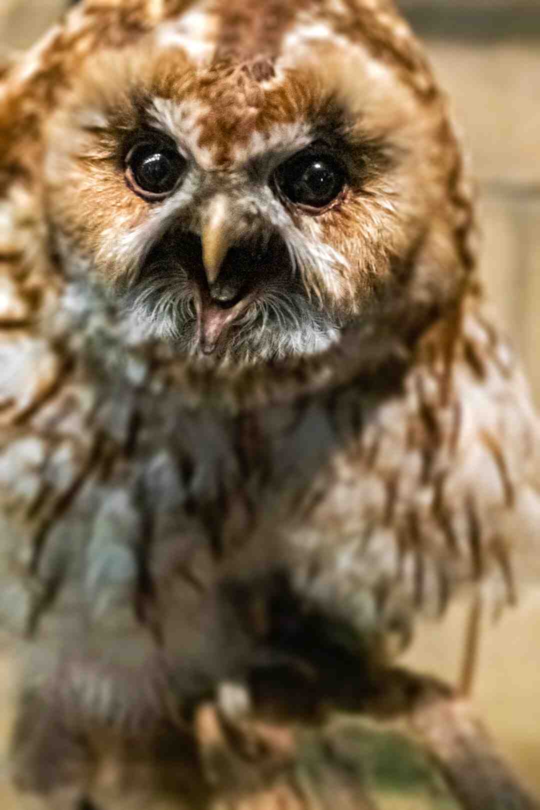 Est-ce que le citron fait baisser le cholestérol ?