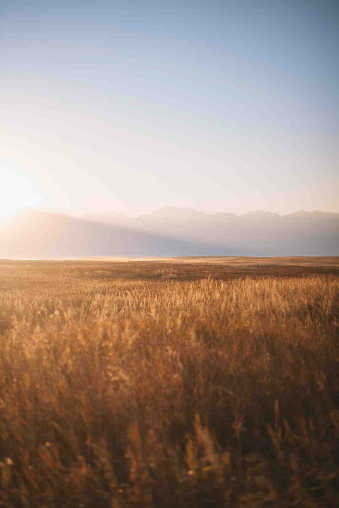 Est-ce que le vinaigre blanc détruit les mauvaises herbes ?