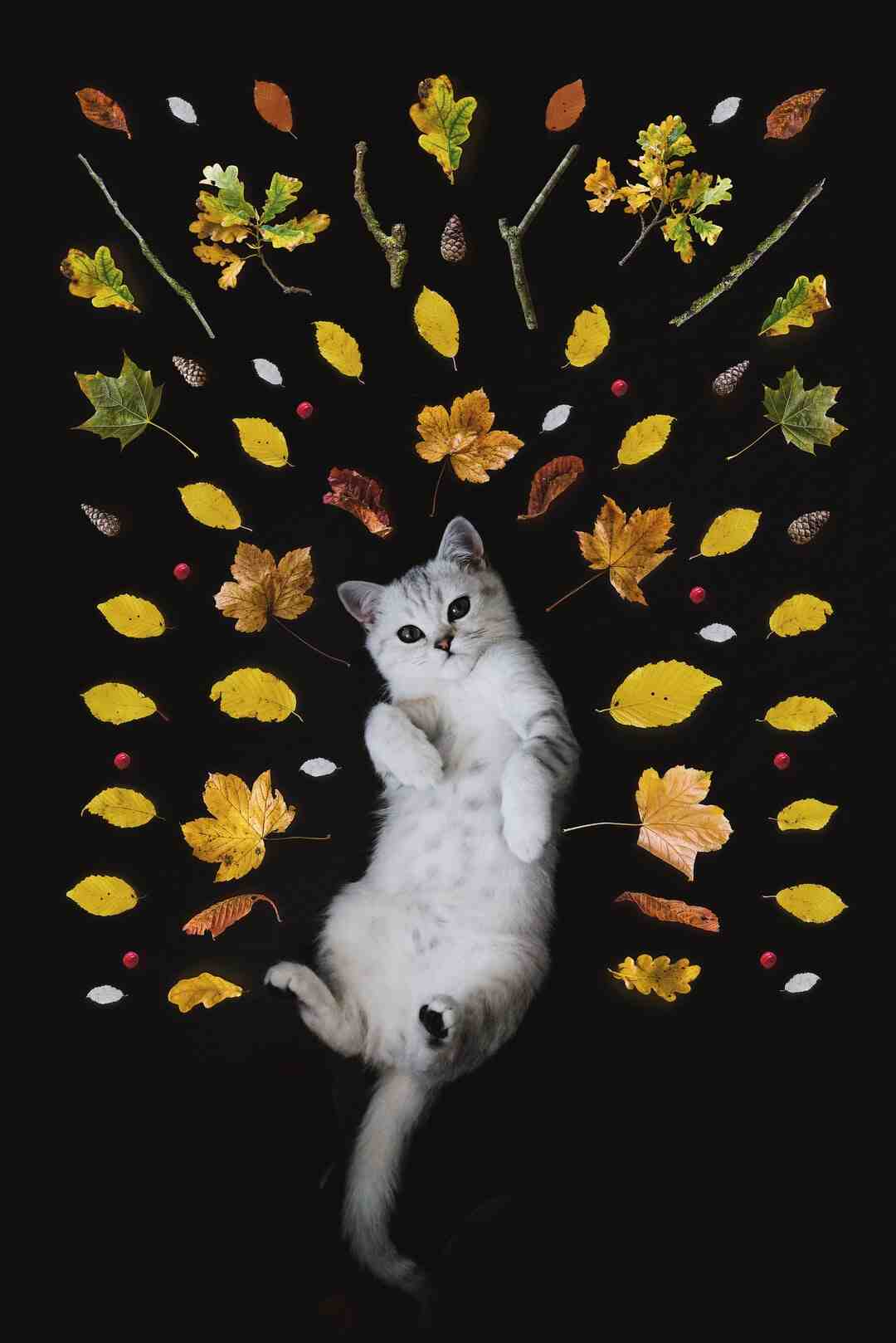 Est-ce que les chats aiment les arbres à chat ?