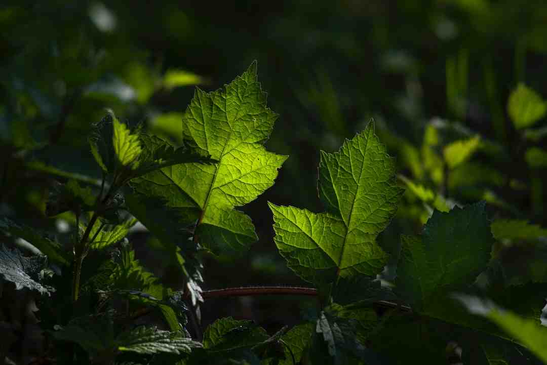 Est-ce qu'une sciatique peut passer toute seule ?