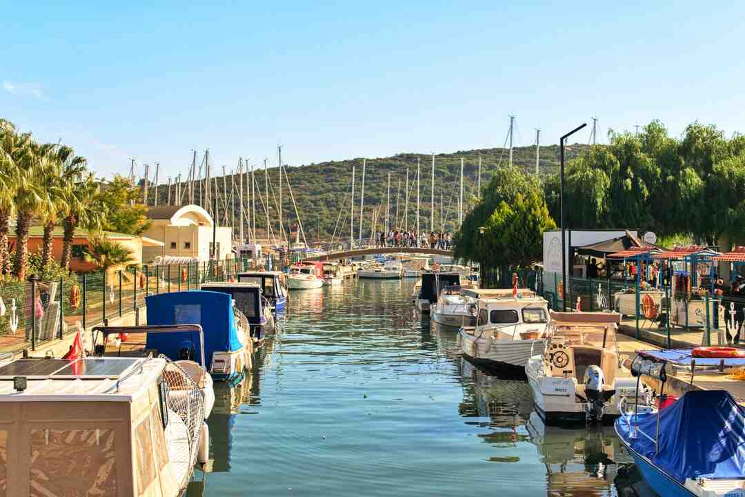 Fait-il un arbre à chat ?