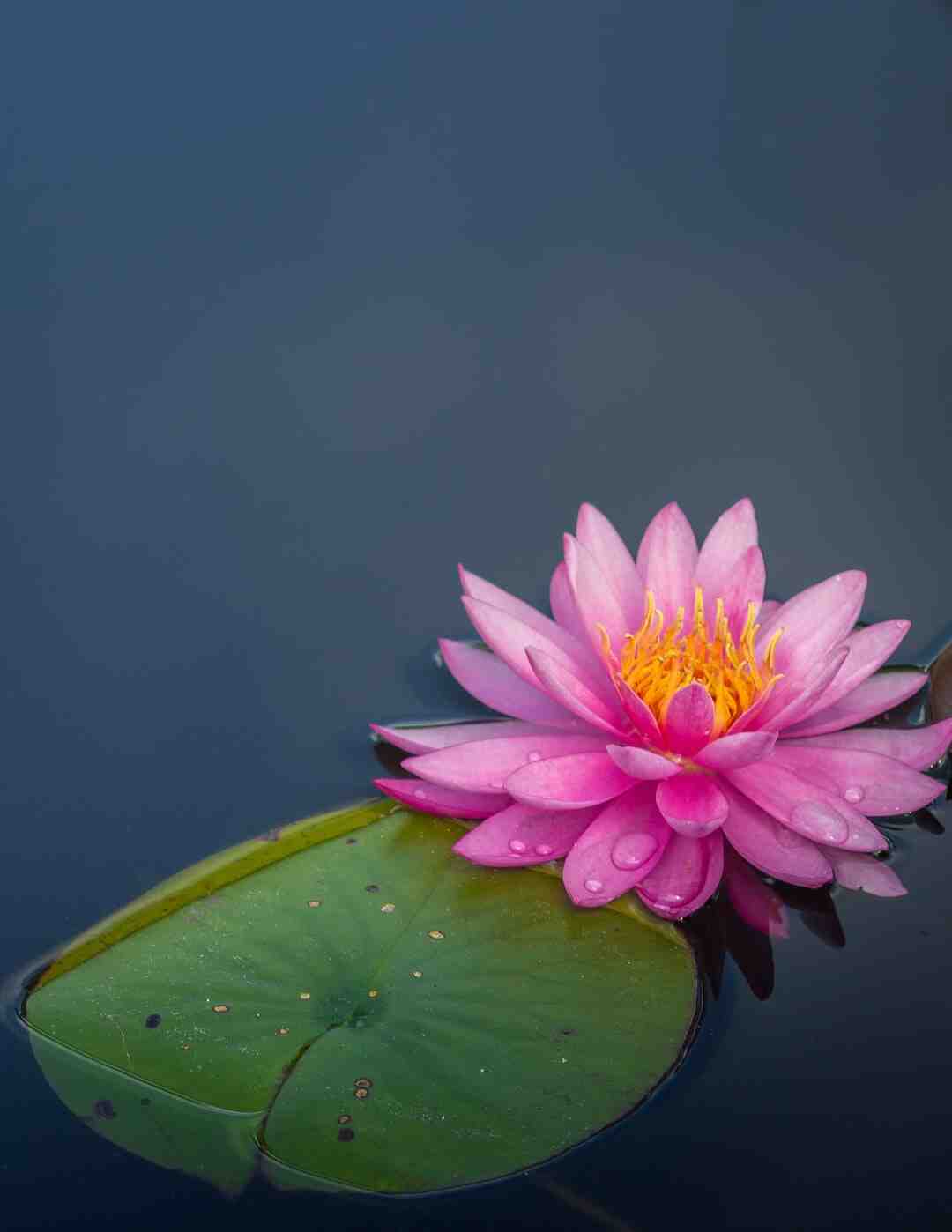 Fleur de saison billy berclau