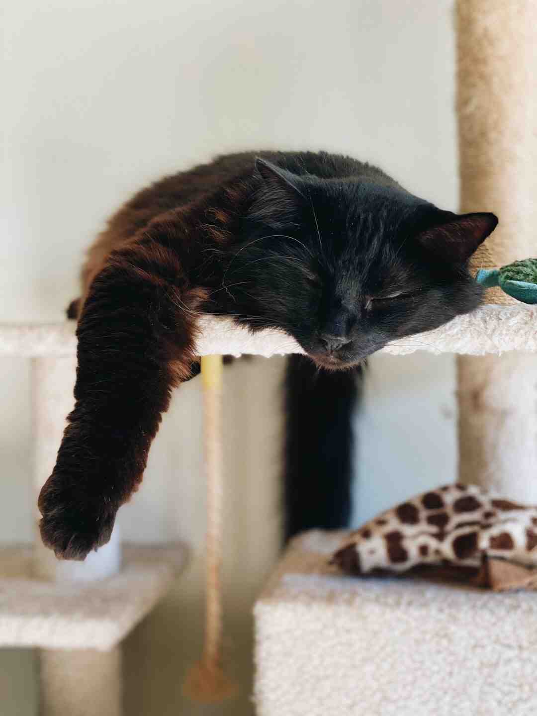 Où installer le lit d'un chat ?