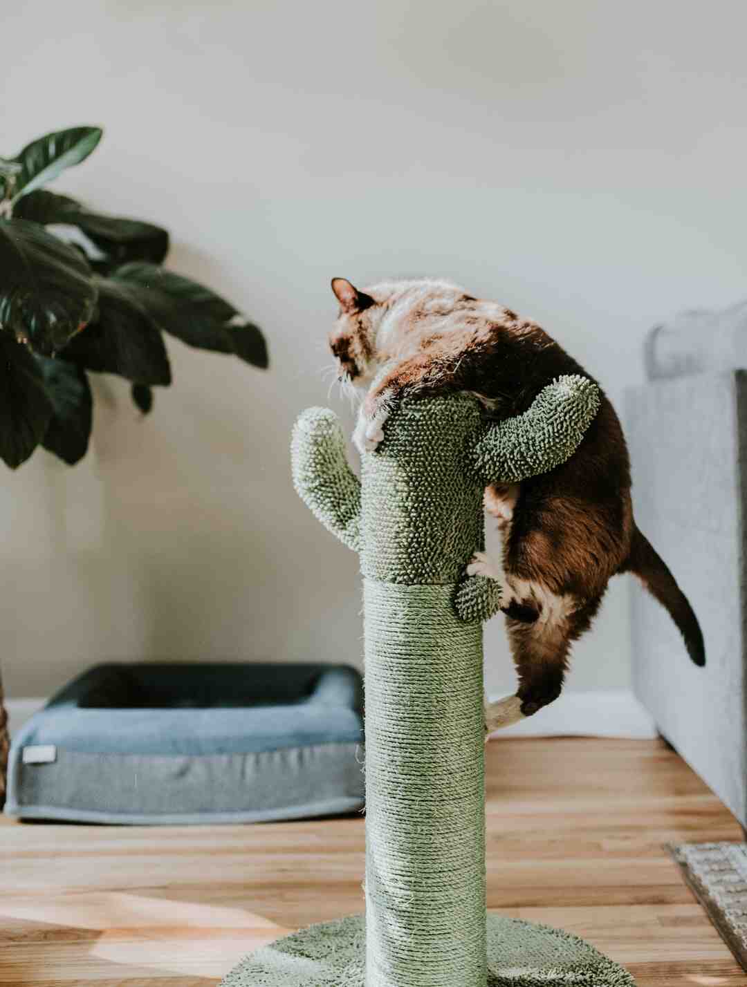 Où mettre l'herbe à chat sur griffoir ?