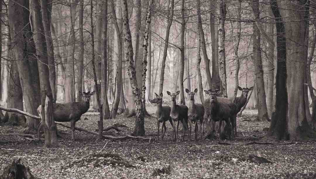 Où prendre le f1 Rouen ?
