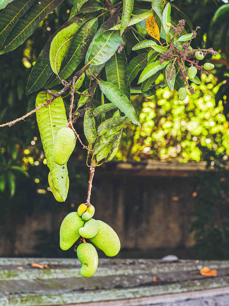 Où se procurer de l'eau oxygénée ?