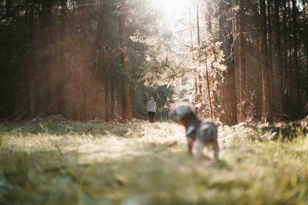 Où se trouve la boussole the Forest ?