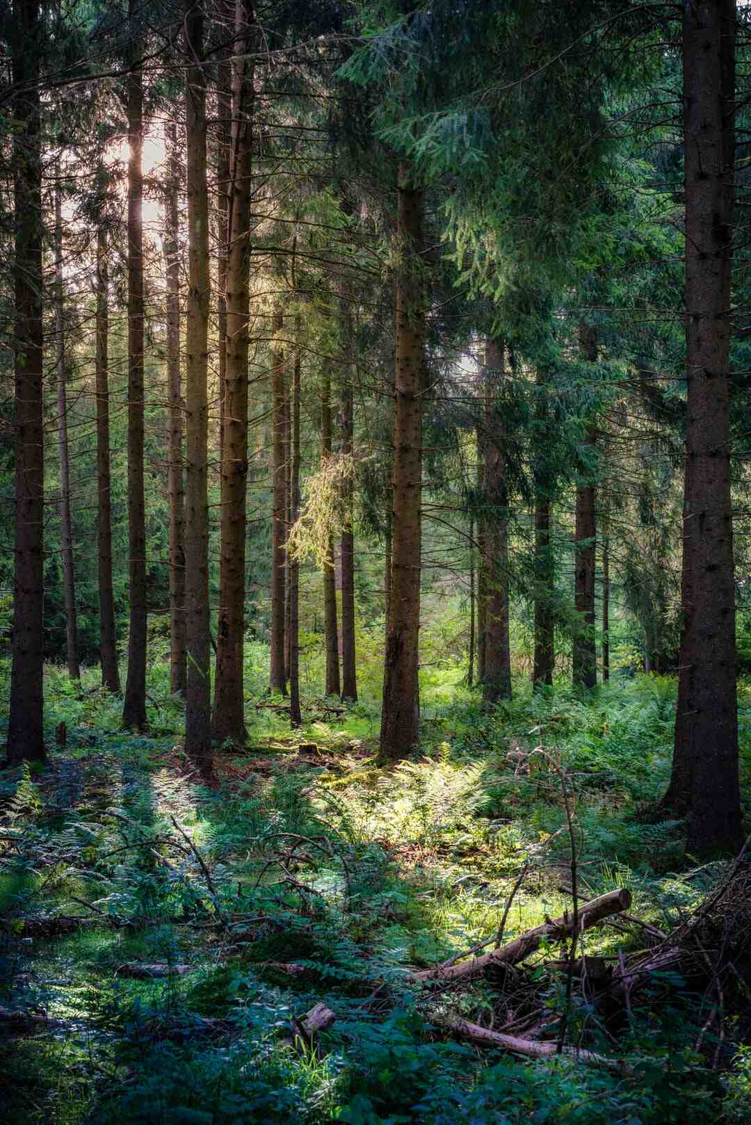 Où se trouve la boussole the Forest ?