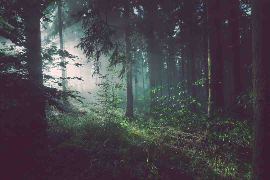 Où se trouve la carte dans The Forest ?