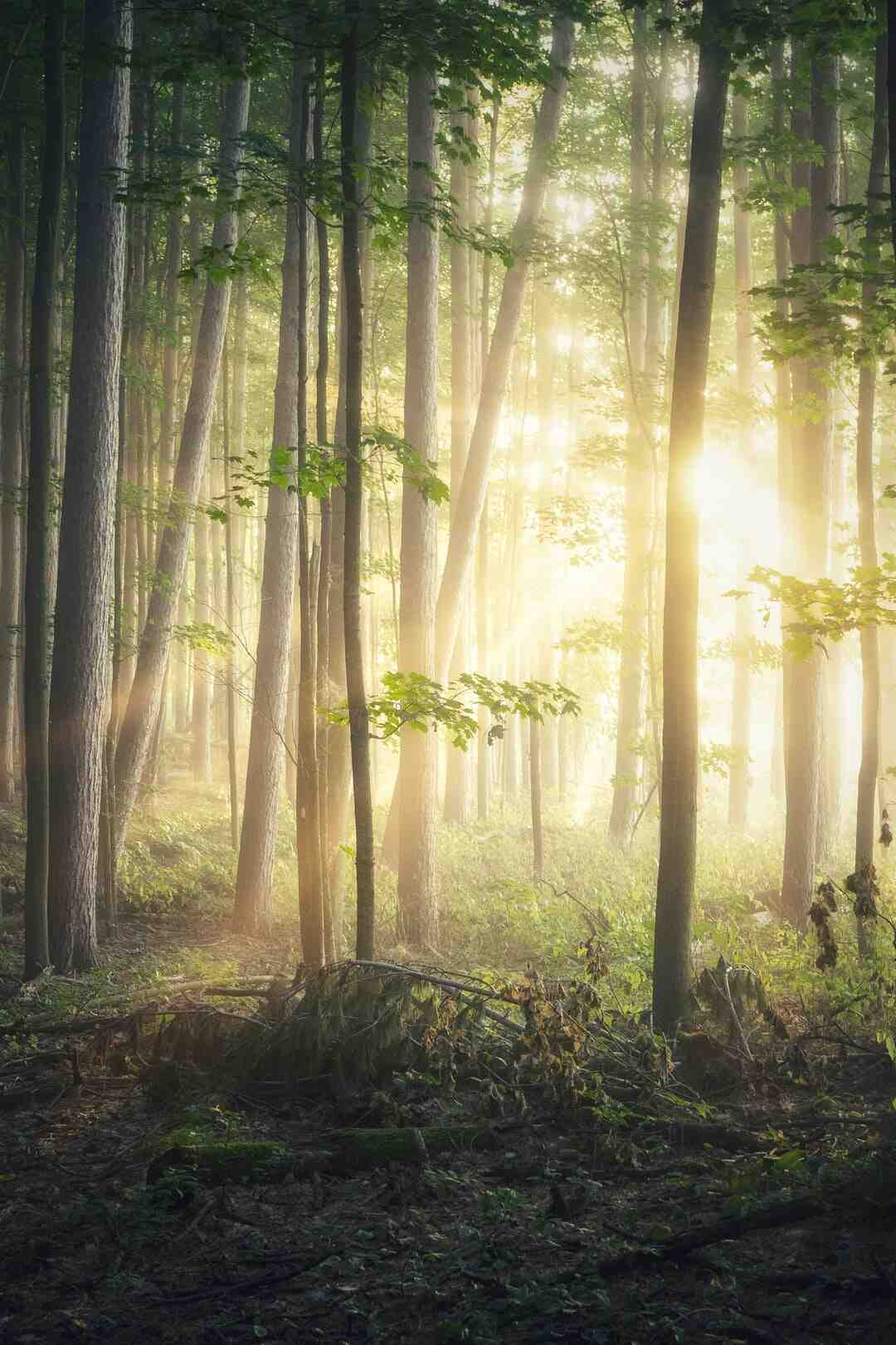 Où trouver la boussole the Forest ?