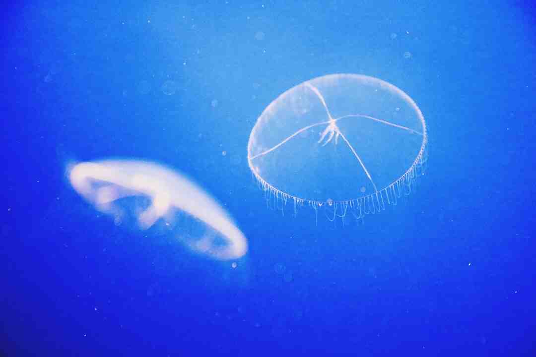 Où trouver le formulaire de résiliation Free Mobile ?