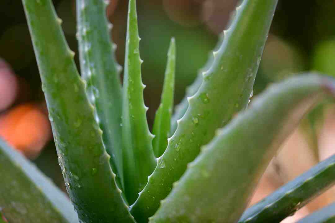 Pourquoi l'aloe vera sent mauvais ?