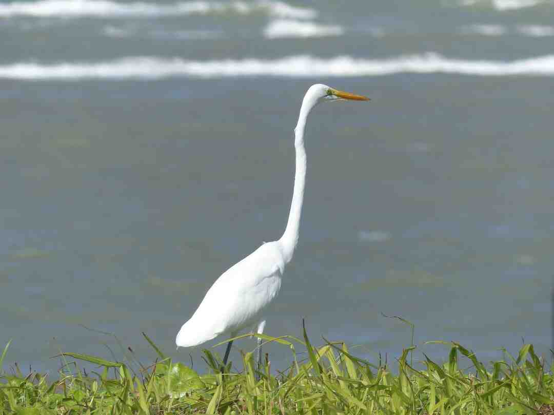 Pourquoi l'aloe vera tire la peau ?