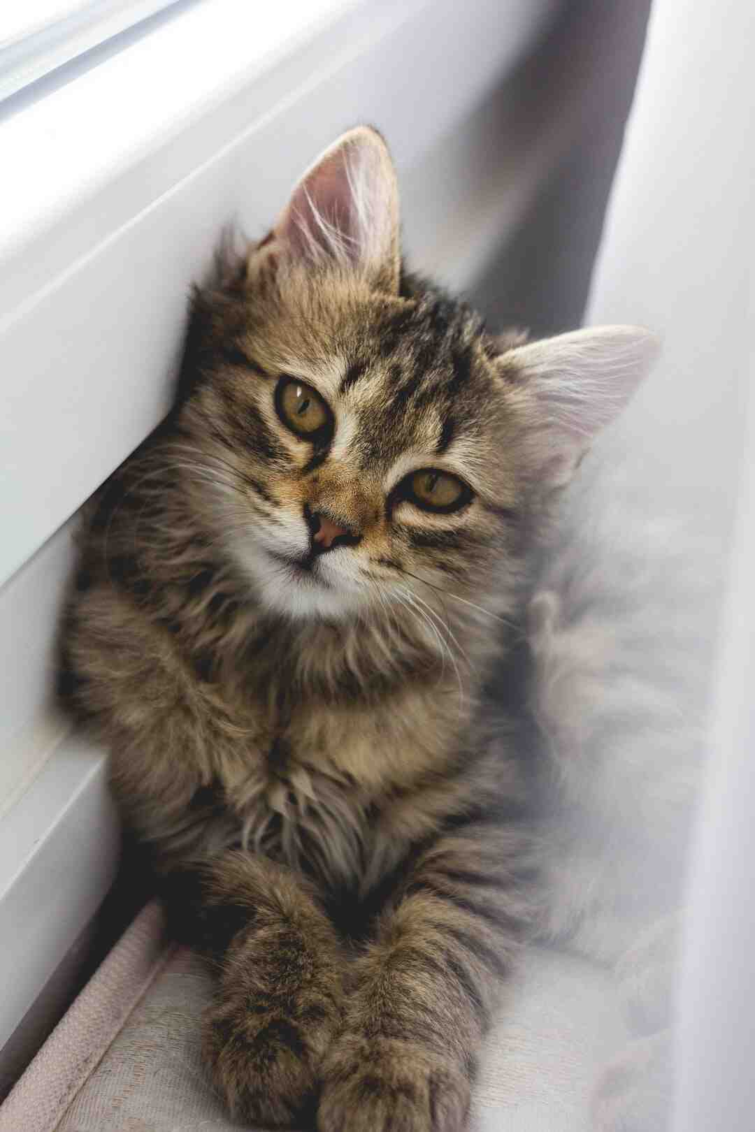 Pourquoi mon chat ne va pas dans son arbre à chat ?