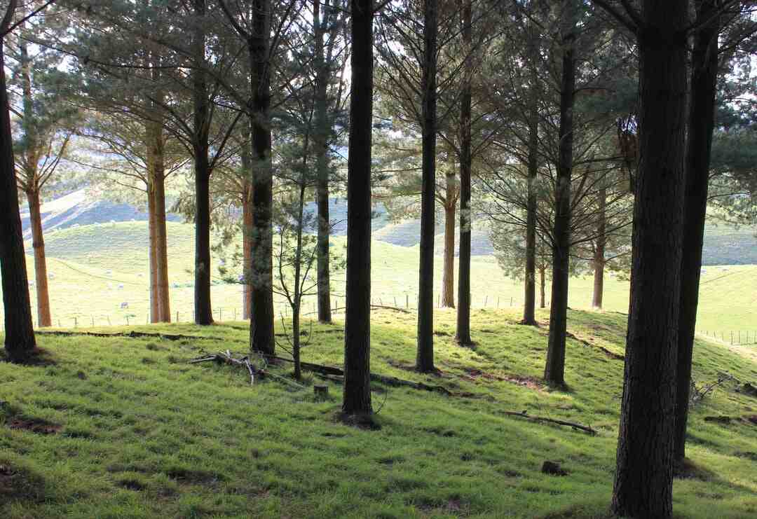 Pourquoi mon chat ne veut pas aller dans son arbre à chat ?