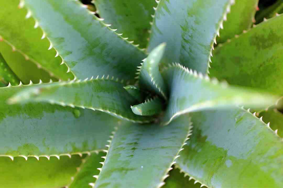 Quand boire du jus d'aloe vera ?