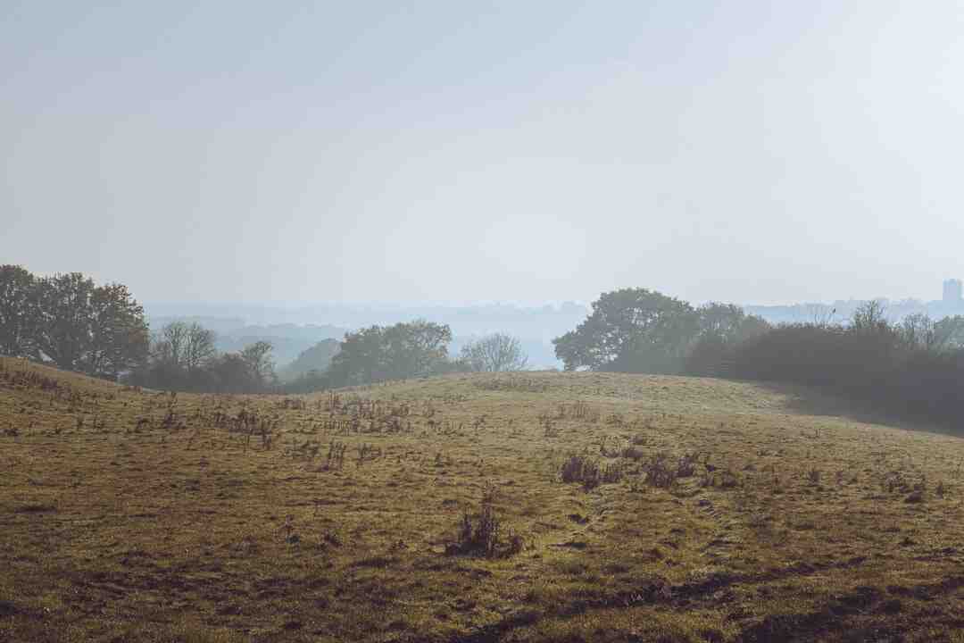 Quand commencer à planter des fleurs ?