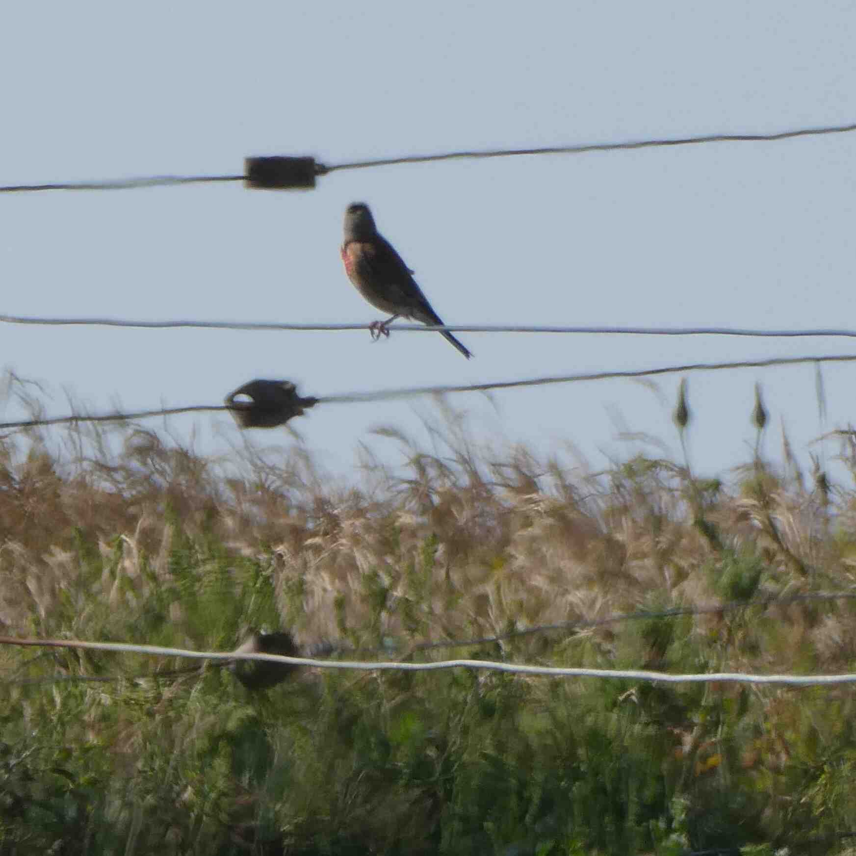 Quand mettre un plâtre ?