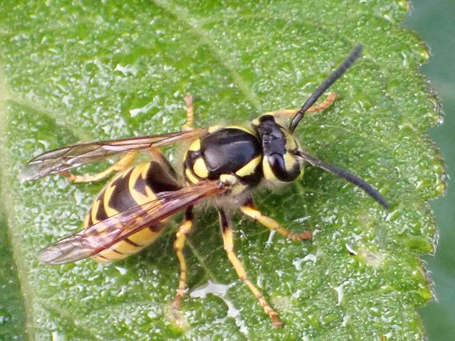 Quand planter des nénuphars ?