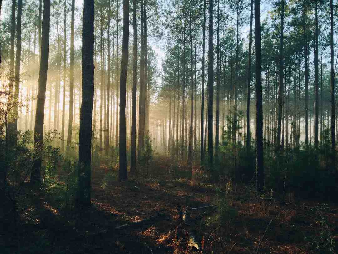 Quand sort Sound of the Forest ?