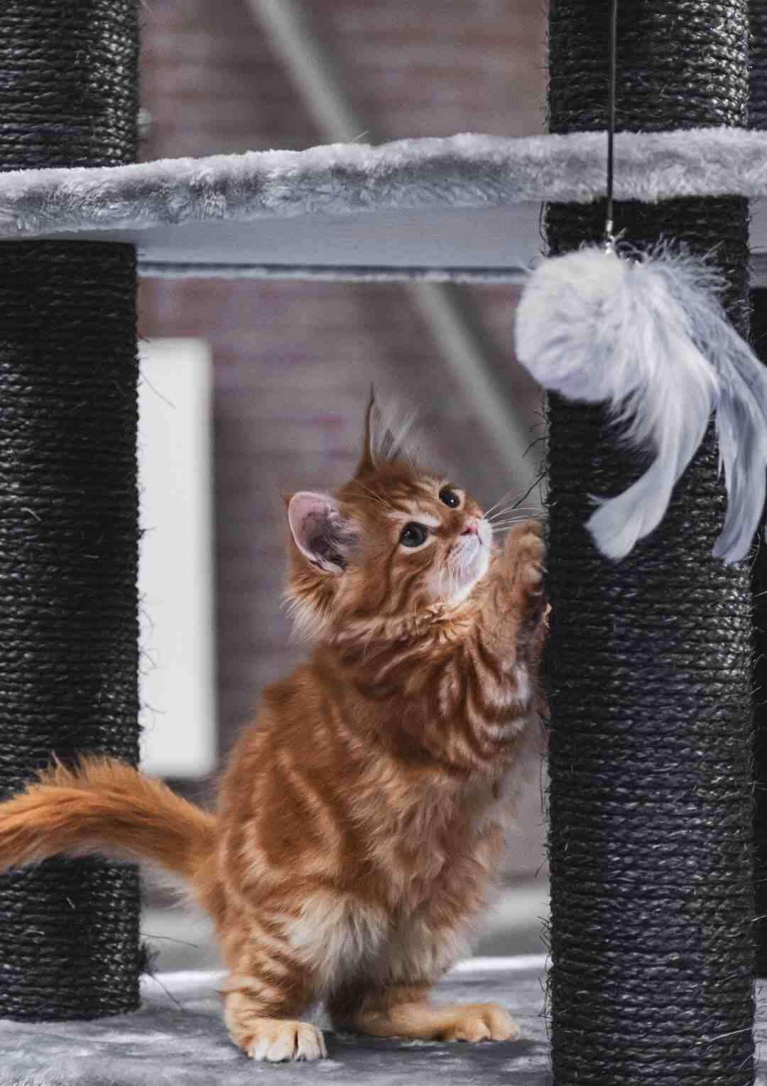 Quand tombent les chatons des chênes ?