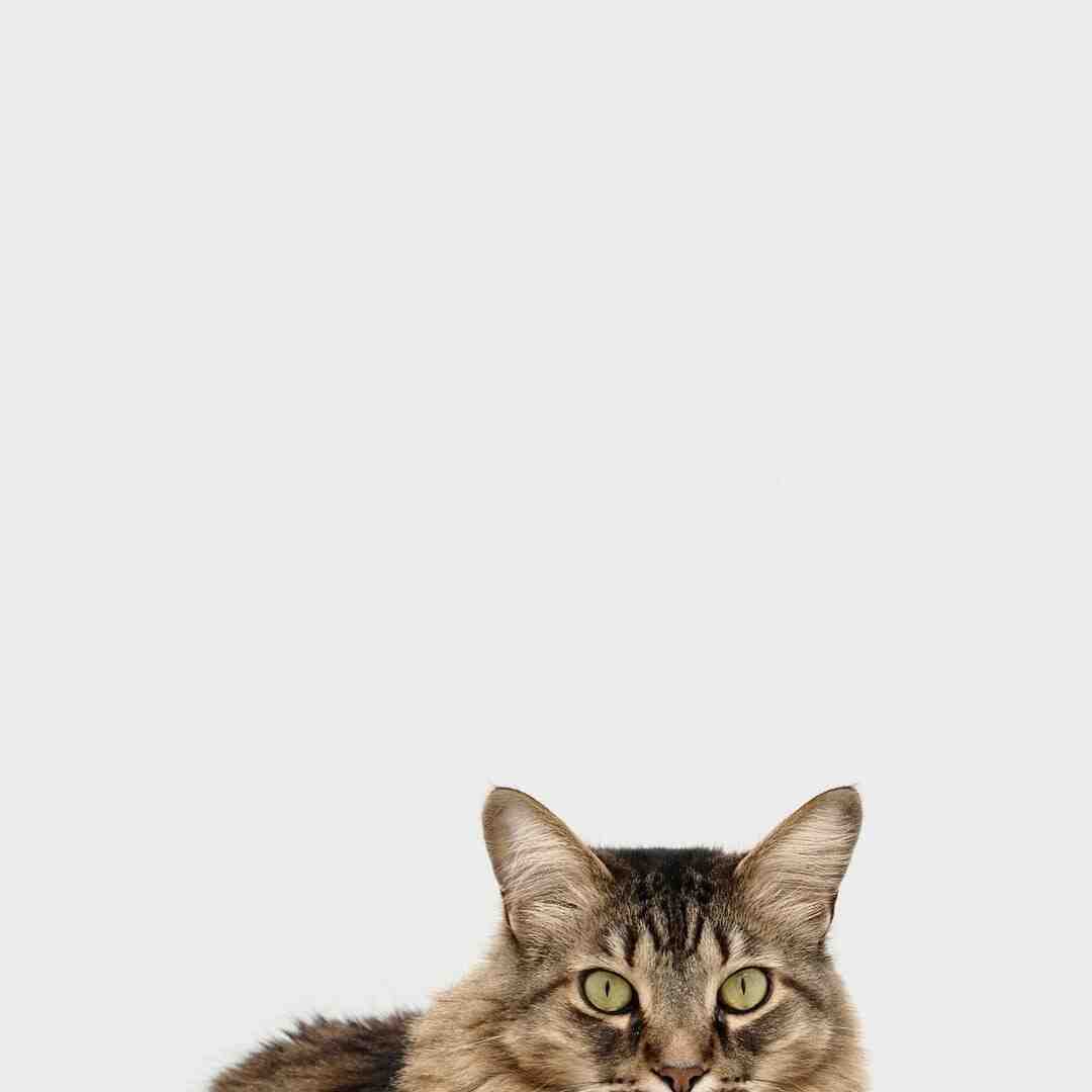 Quel âge arbre à chat ?