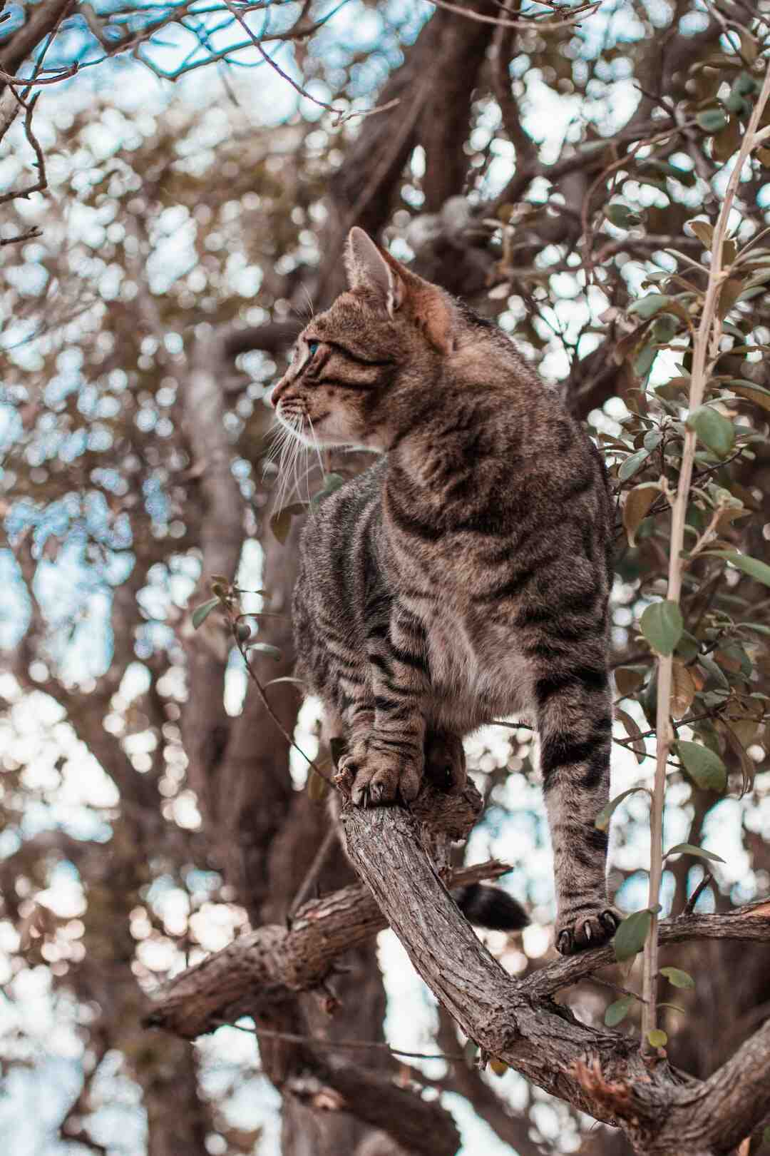 Quel arbre à chat pour un Maine Coon ?