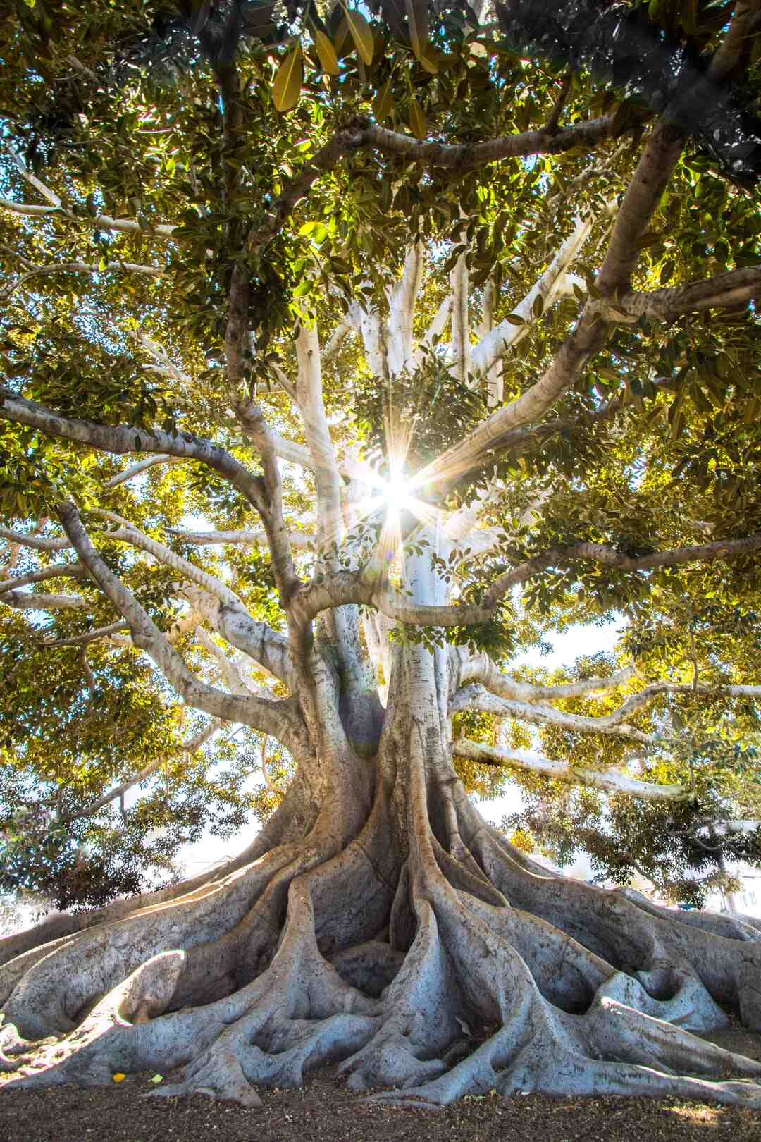 Quel arbre à chat pour un ragdoll ?
