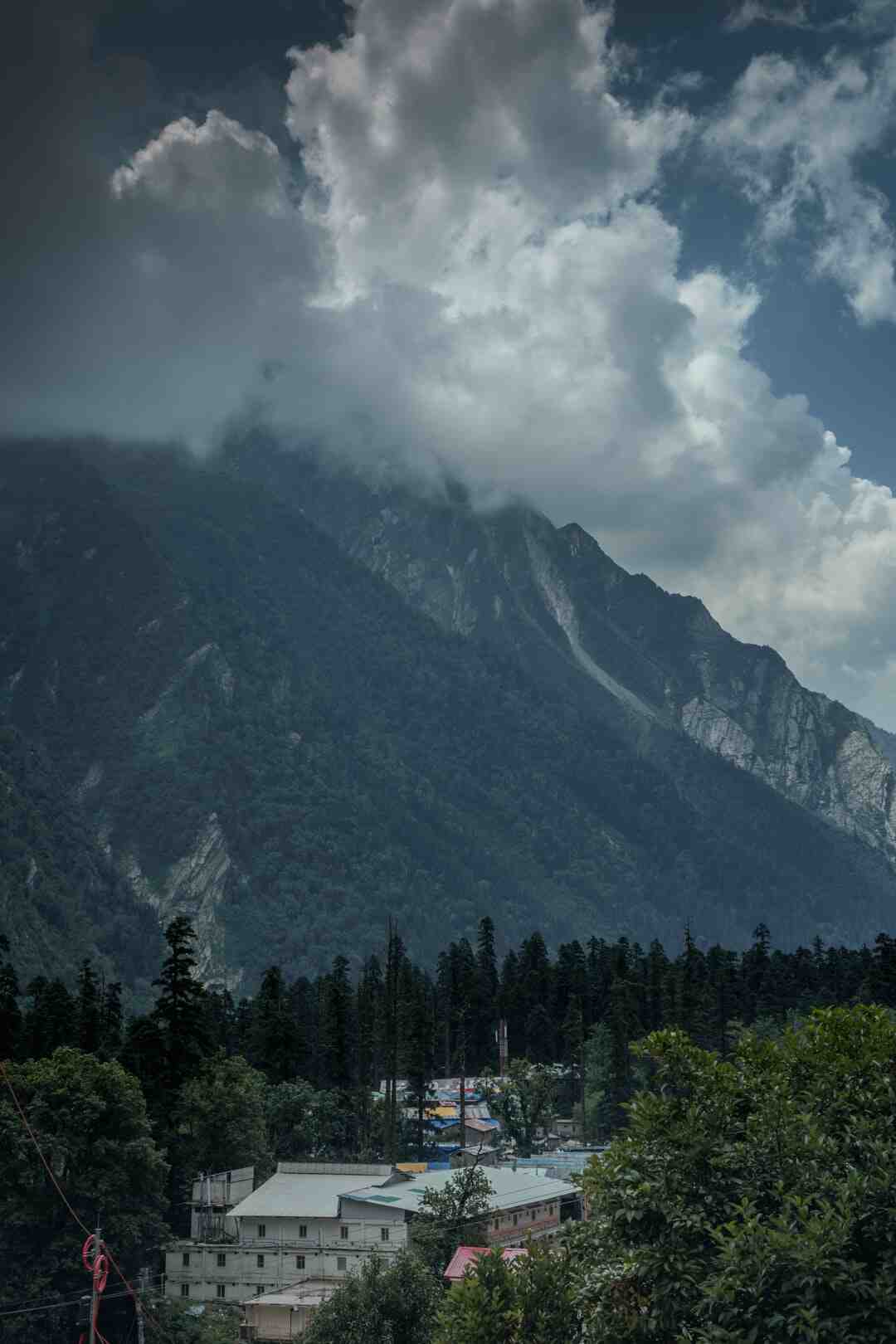 Quel arbre est le plus rare ?