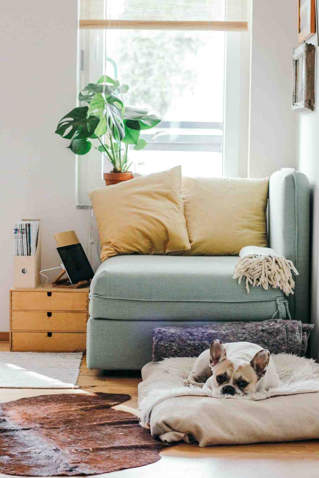 Quel arbre offrir pour une nouvelle maison ?