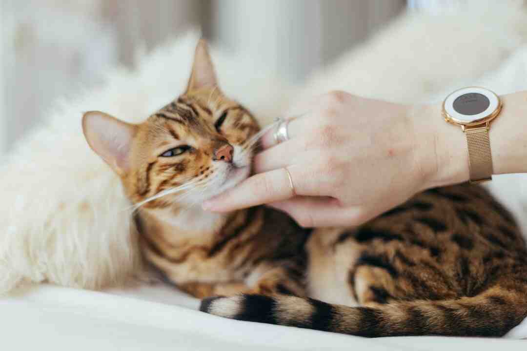 Quel arbre pour arbre à chat ?