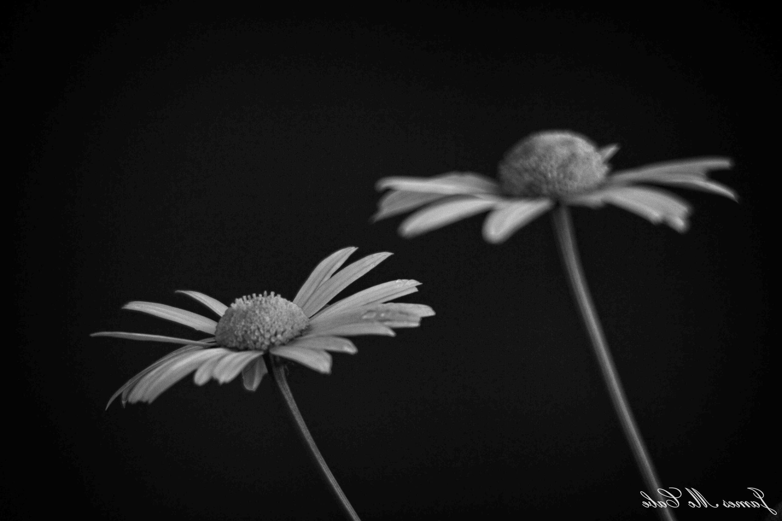 Quel cadeau offrir pour une pendaison de crémaillère ?