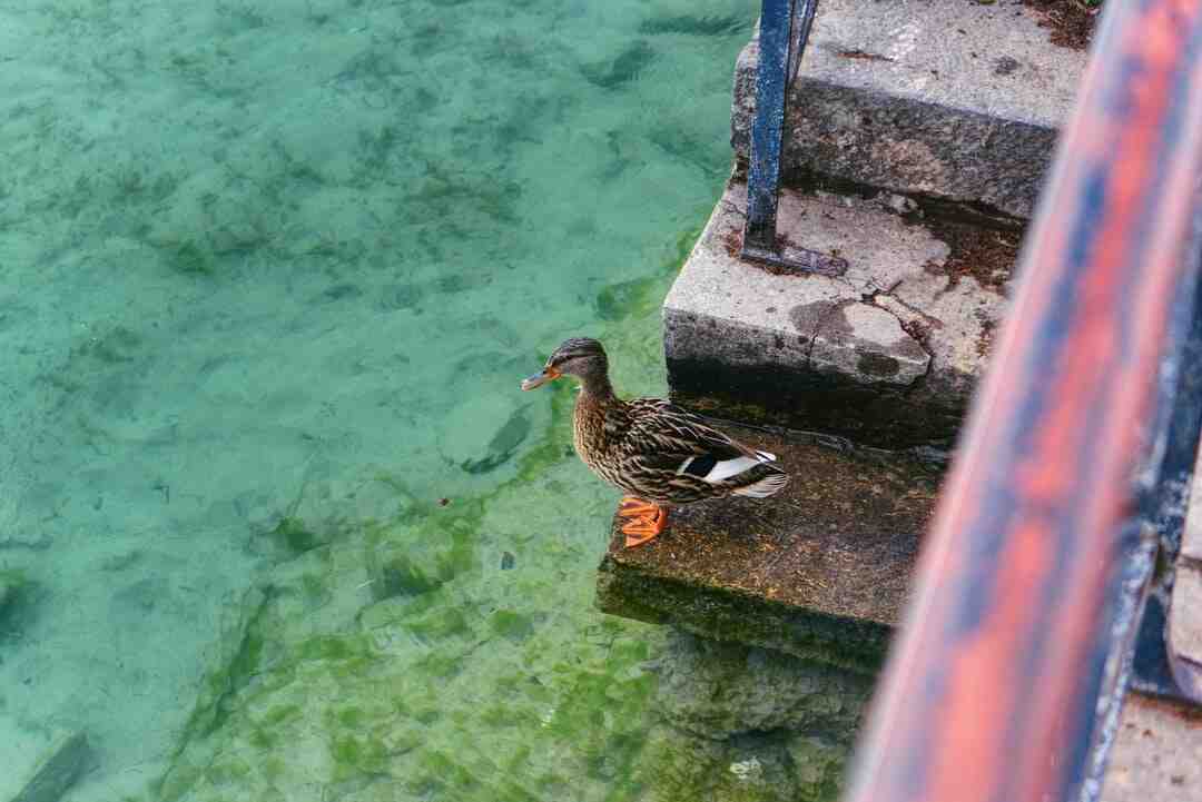 Quel est le plus beau quartier d'Annecy ?