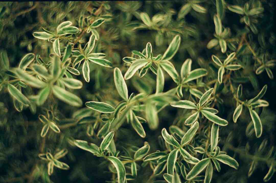 Quel est le plus grand tour de magie ?