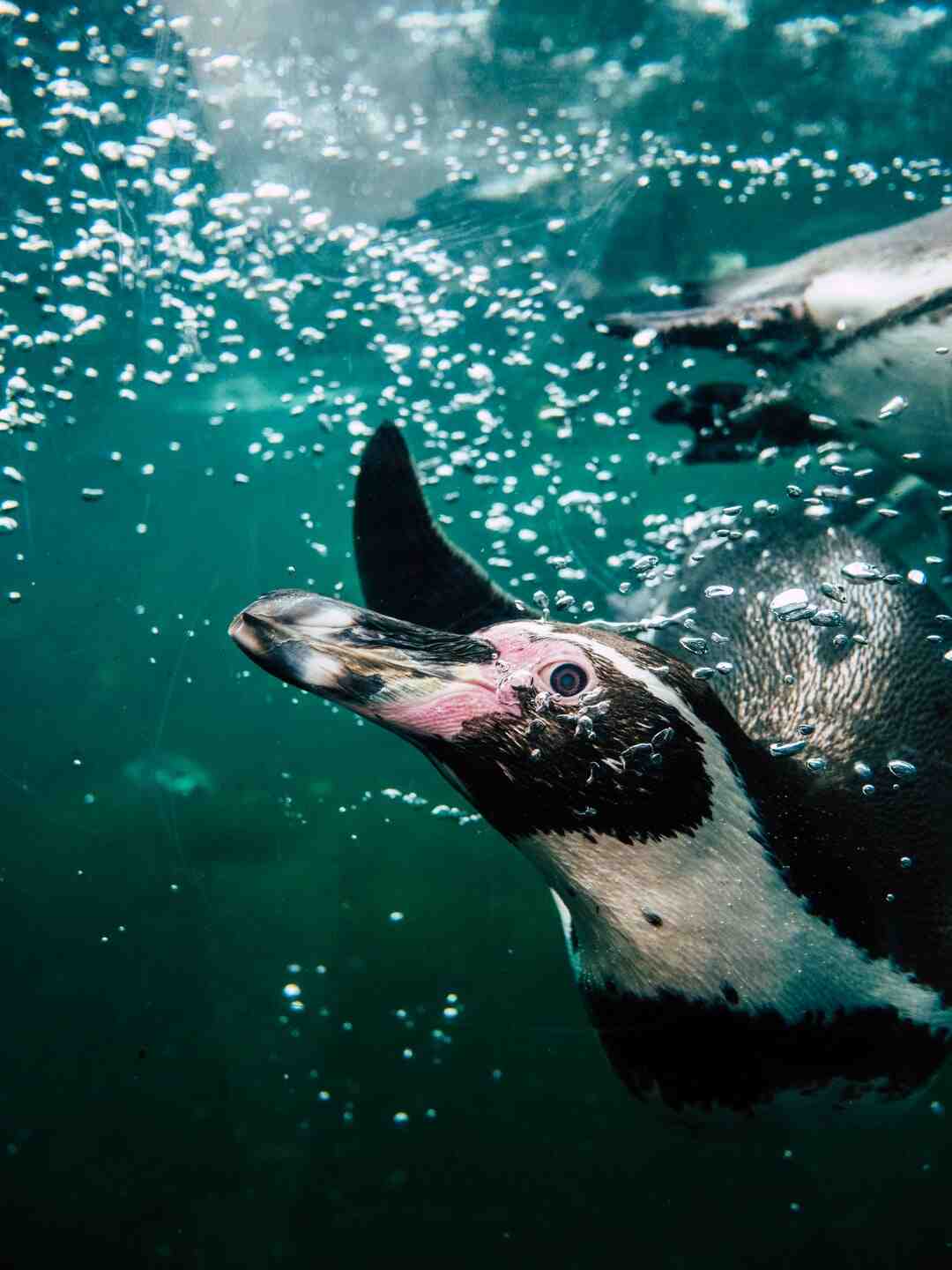 Quel poisson pour mini bassin extérieur ?