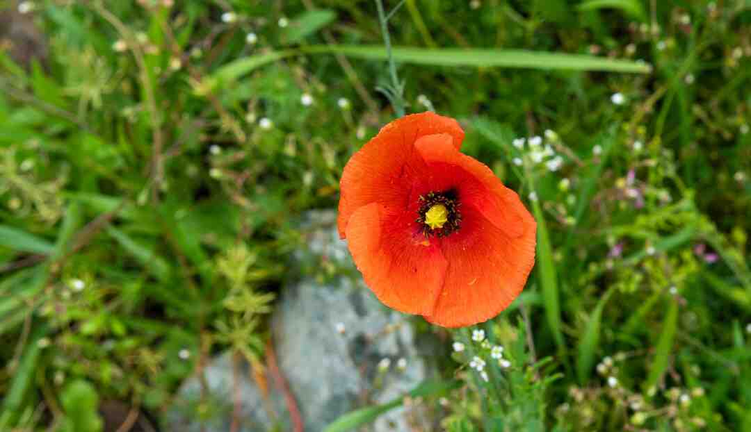 Quel remède pour avoir un ventre plat ?