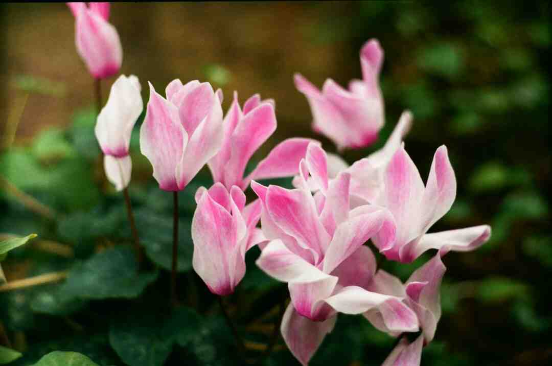 Quelle est la différence entre un magicien et un illusionniste ?