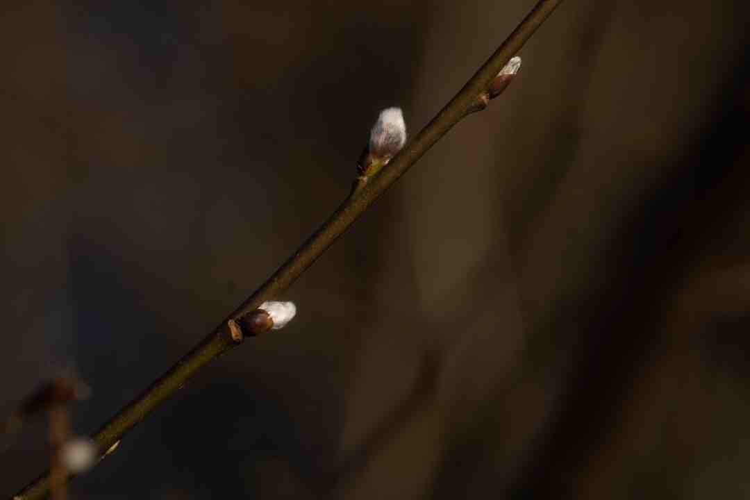 Quelle est la fleur du début de printemps ?