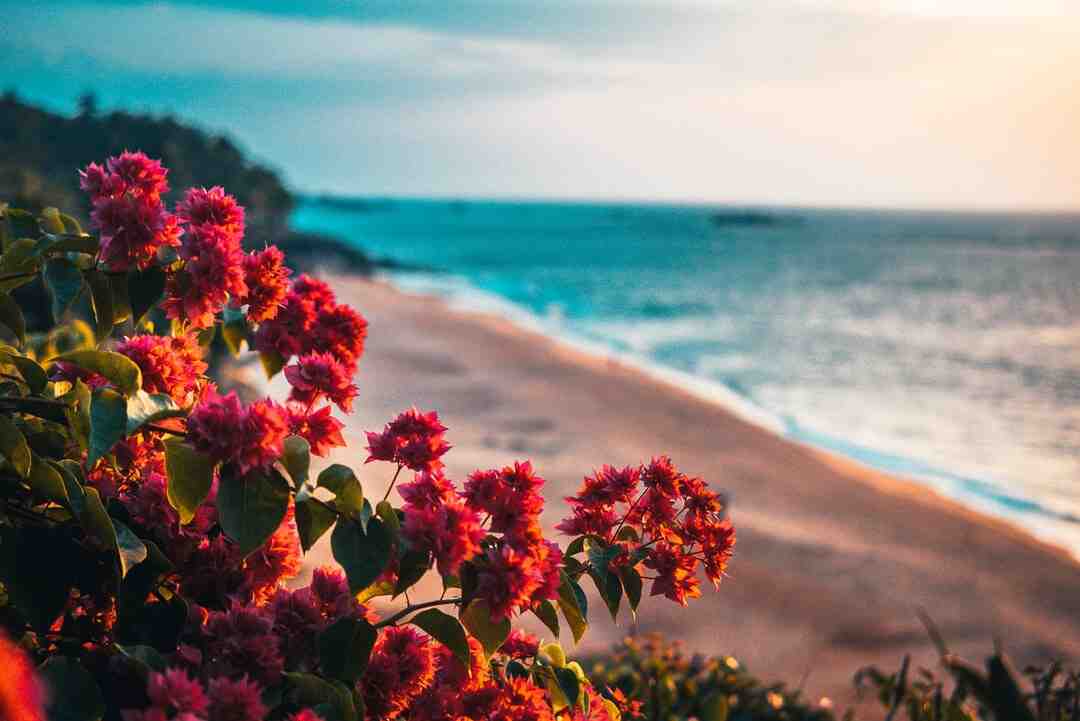 Quelle est la fleur du désir ?