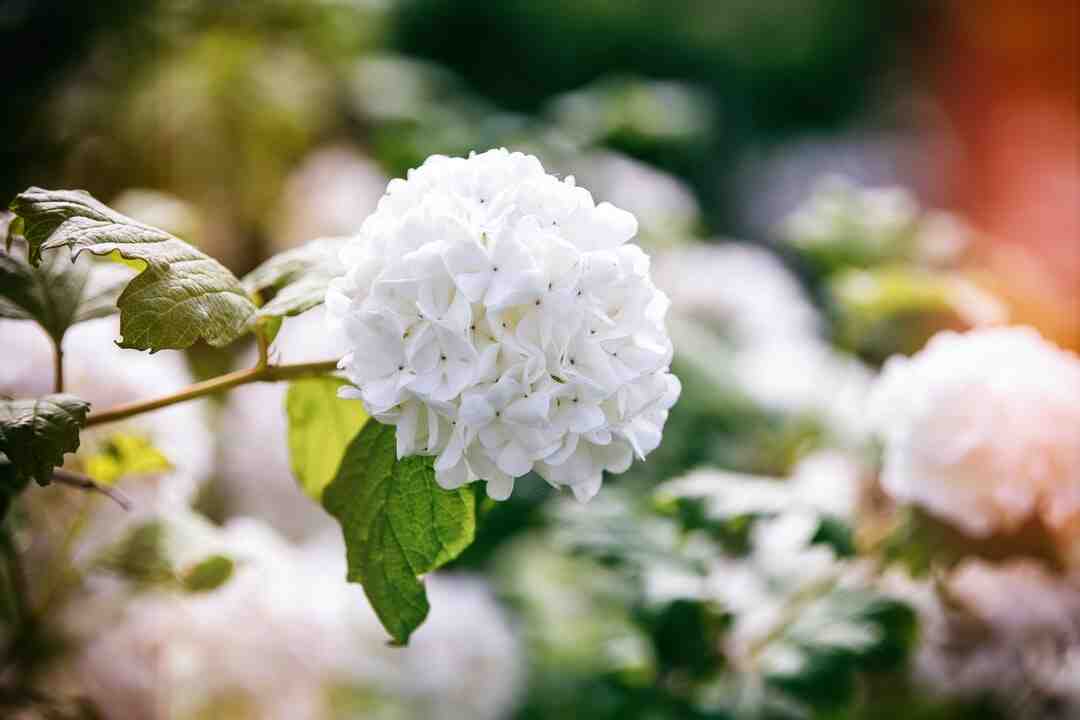 Quelle est la fleur la plus cher ?