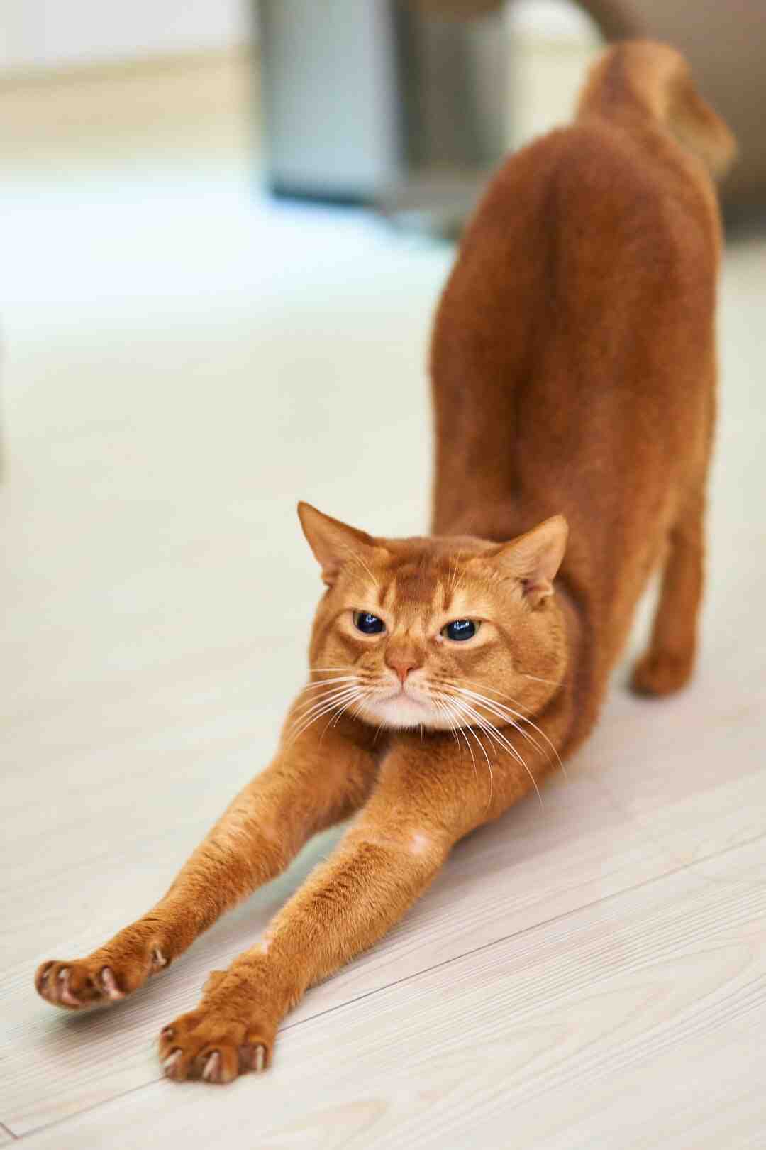 Quelle est la meilleure litière ?