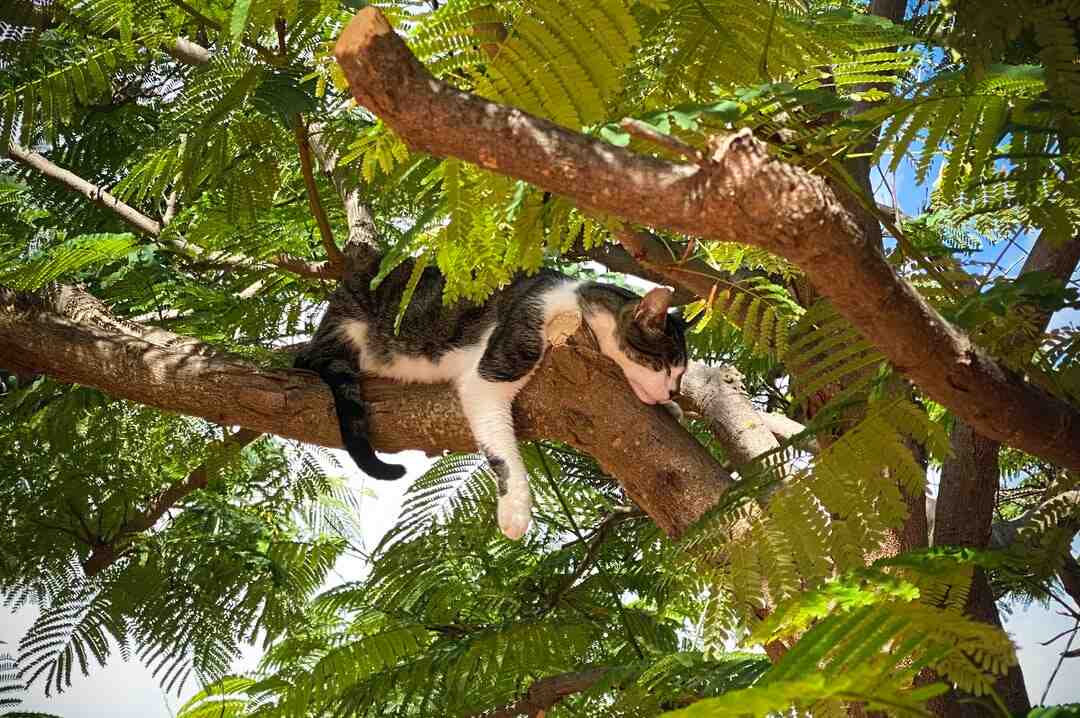 Quelle est la meilleure litière pour chat ?