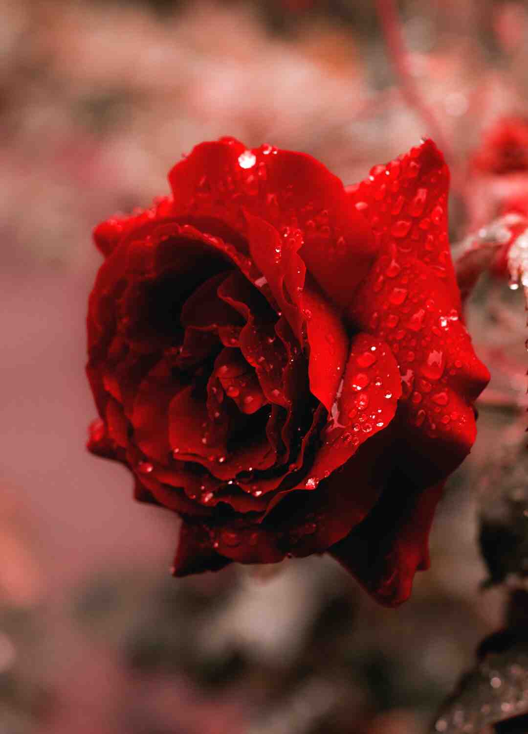 Quelle est la plus belle des fleurs ?