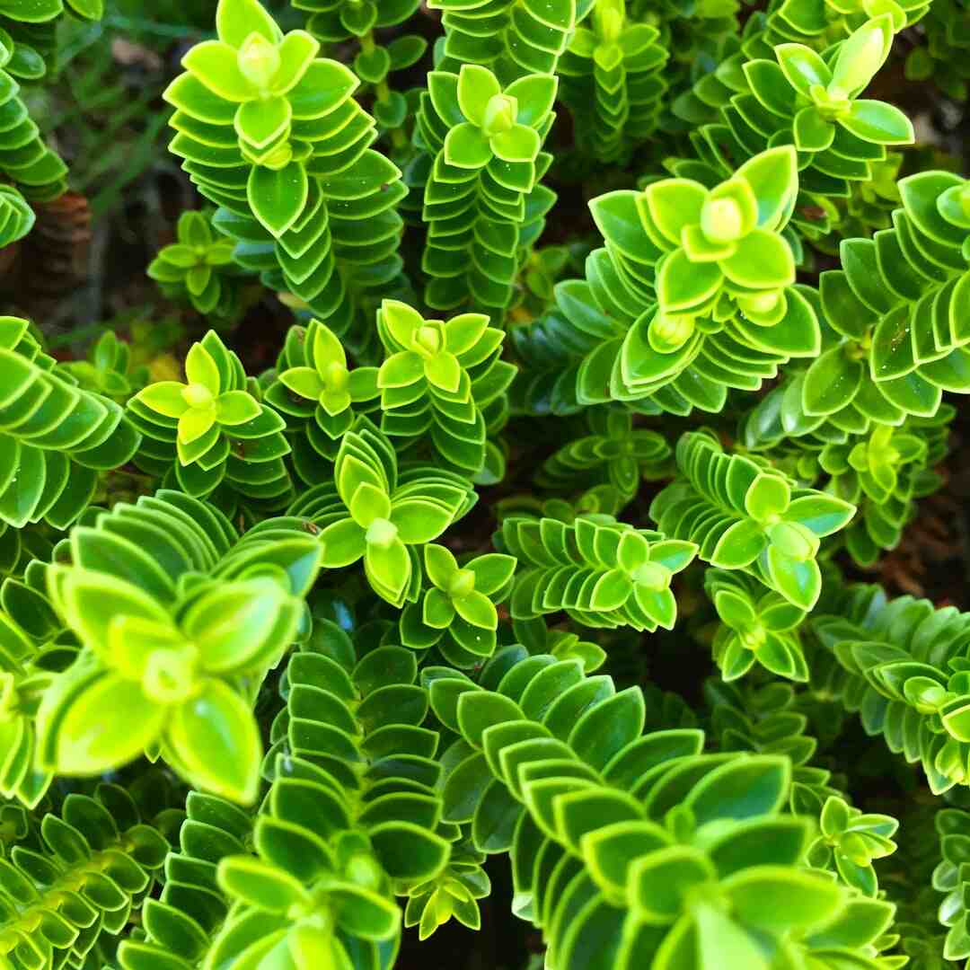 Quelle fleur annonce le printemps ?