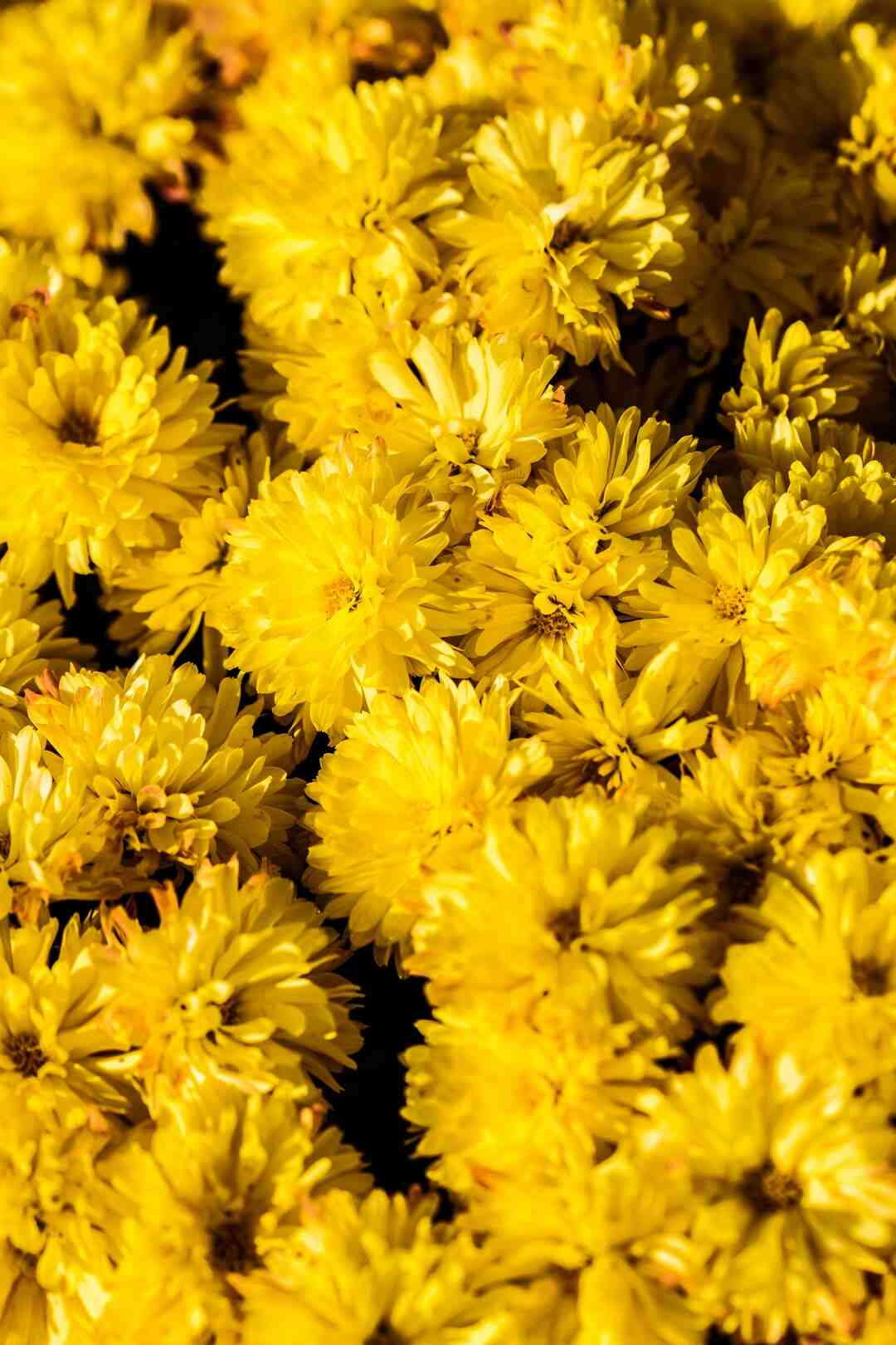 Quelle fleur correspond à quel mois ?